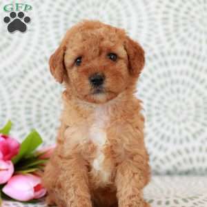 Rose, Miniature Poodle Puppy